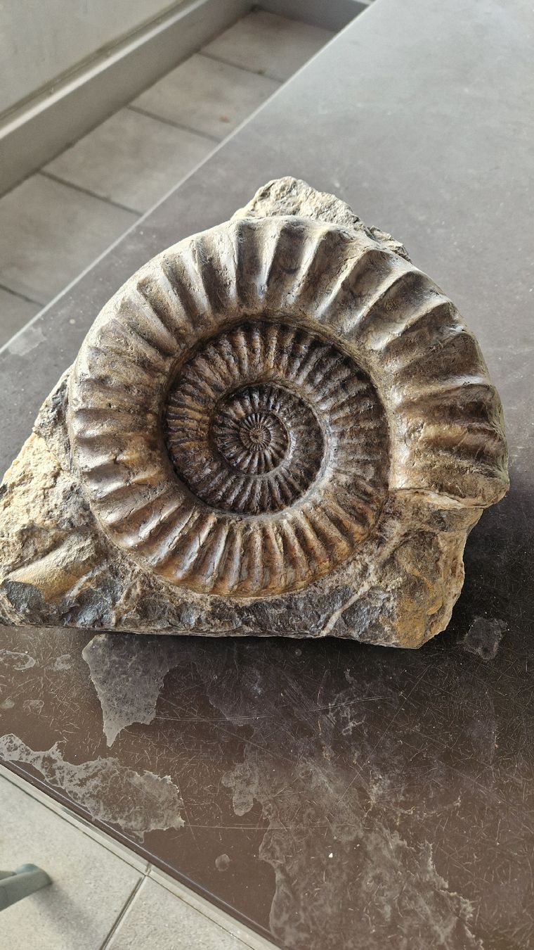 Fossili: Grosser Ammonit Arietites  – Usato da Niederhasli venduto da rehauge01