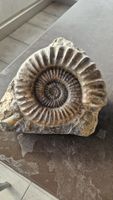 Grosser Ammonit Arietites 
