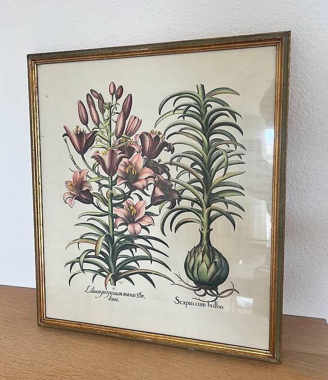 Foto & Immagini: ILLUSTRATION BOTANIK (SET) – Usato da Zürich venduto da sar_n6gv 1
