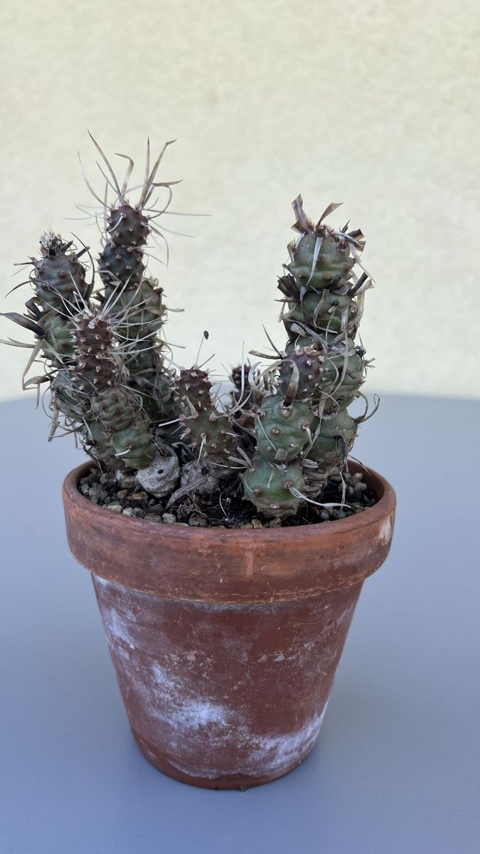 Plantes & graines: Kaktus Tephrocactus – D'occasion à Pfyn par dan_9mbw