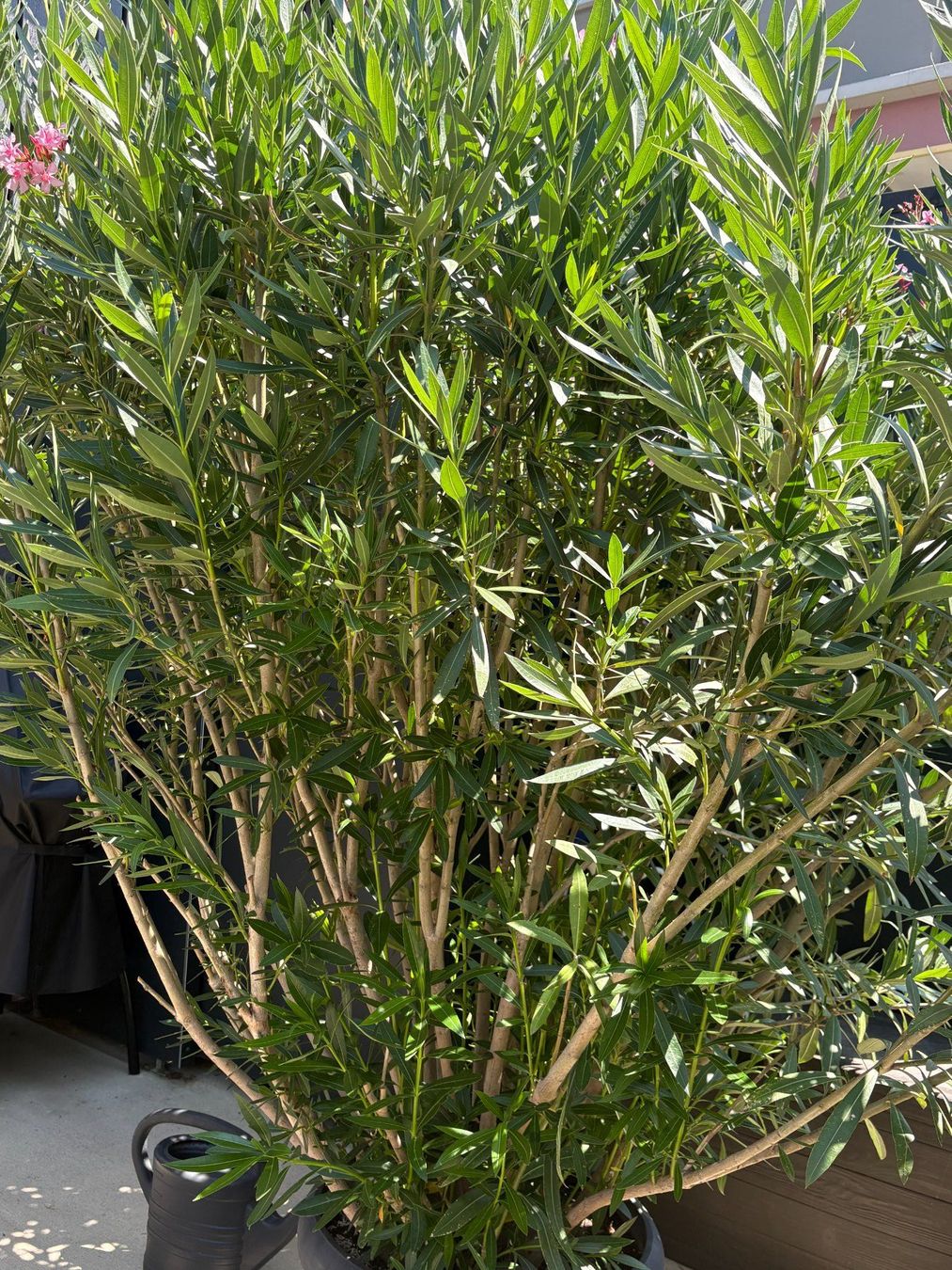 Pflanzen & Samen: gigantischer Nerium oleander ca 2.50 Meter hoch – Gebraucht aus Rafz von KarinKaulfuss 1
