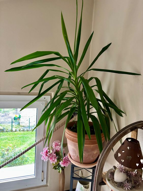 Yucca plus support métal (Neu (gemäss Beschreibung)) in Dombresson für ...
