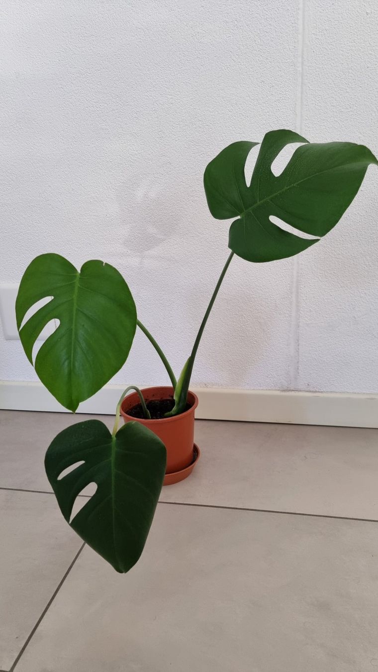 Piante & sementi: Monstera deliciosa – Usato da Bellinzona venduto da dan_m8pc