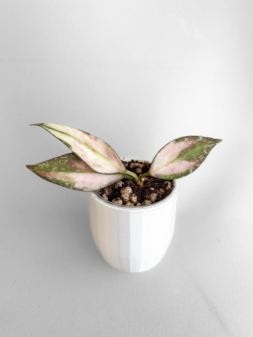 Piante & sementi: Hoya Nabawanensis Variegata – Nuovo (secondo la descrizione) da Seuzach venduto da animaplants 2