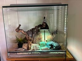 Terrarium with accessories, reptile, glass enclosure