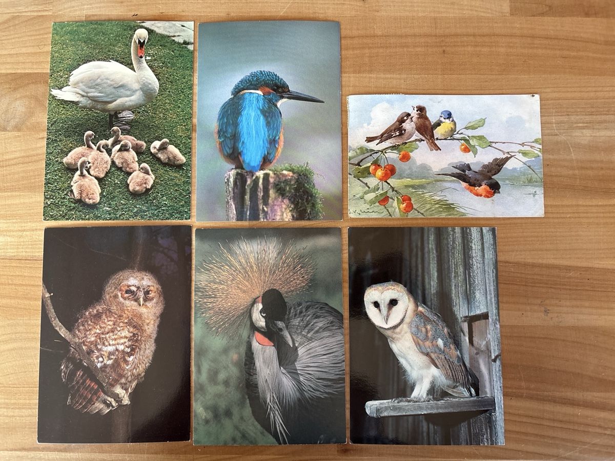 Ansichtskarten: AK mit Foto von Vögel – Gebraucht aus Rümlang von Kartenpost1