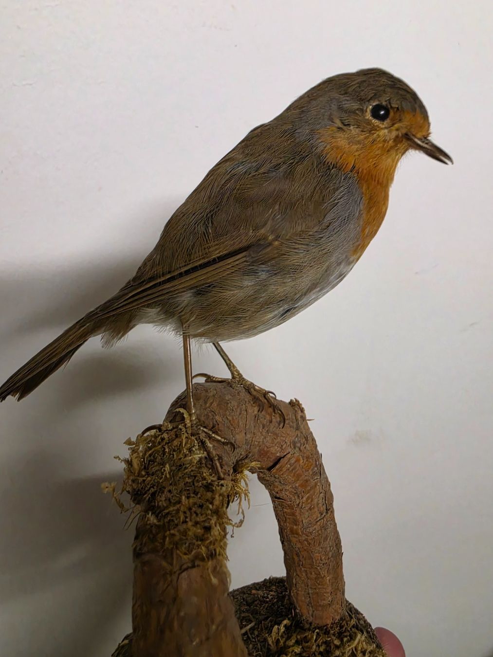 Il mondo degli animali: Präparat Rotkehlchen – Usato da Oberrindal venduto da Ketupu