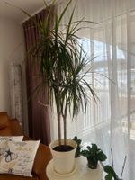 Dracaena Marginata Zimmerpflanze