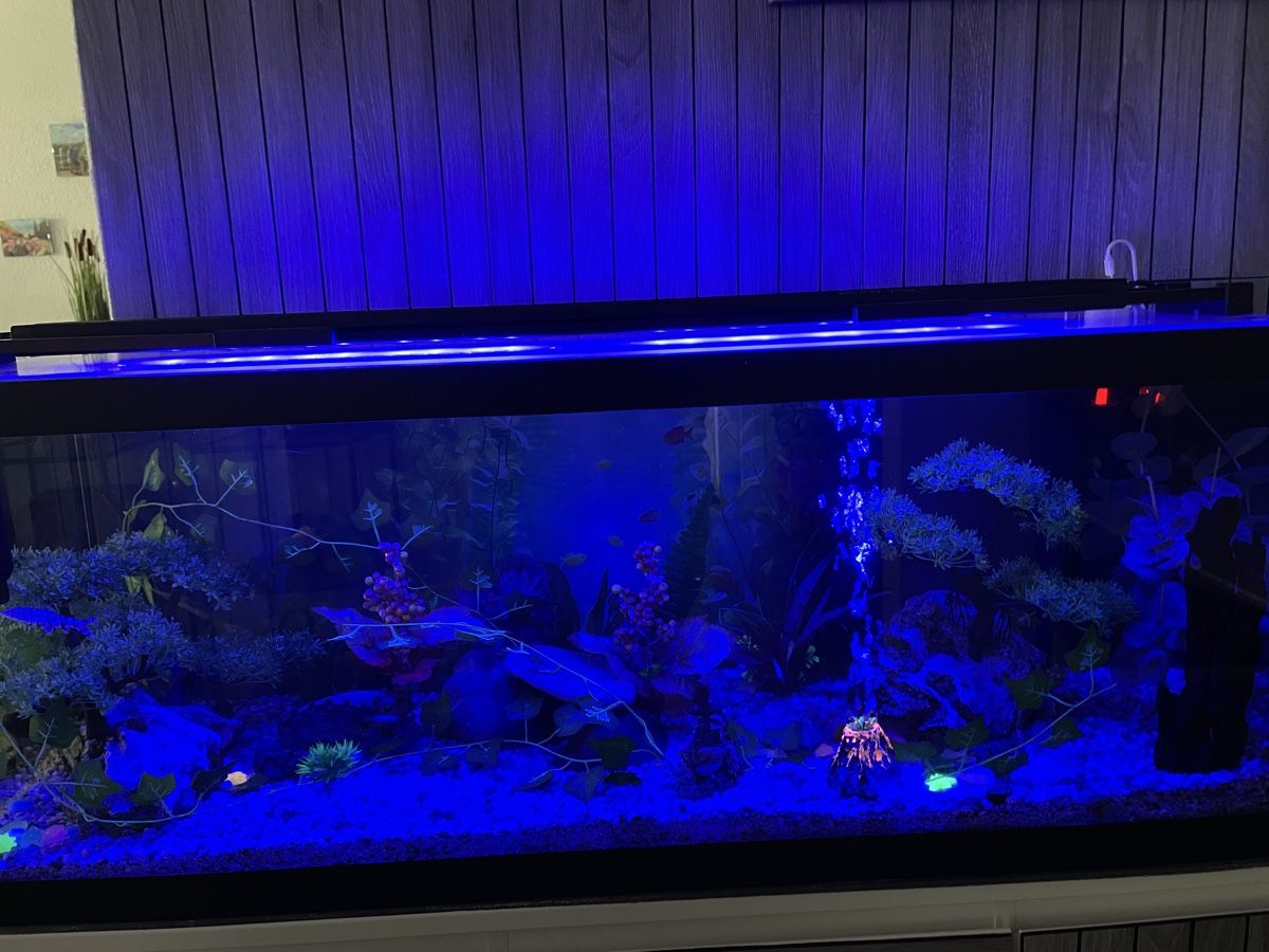 Acquari: Aquarium – Usato da Hallwil venduto da nik_ftg7 2