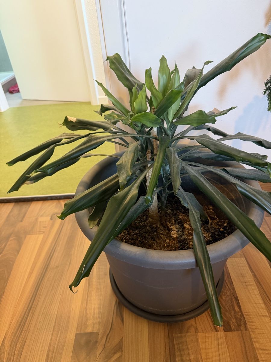 Plantes & graines: Drachenbaum – D'occasion à Winznau par Rainbow-13 2
