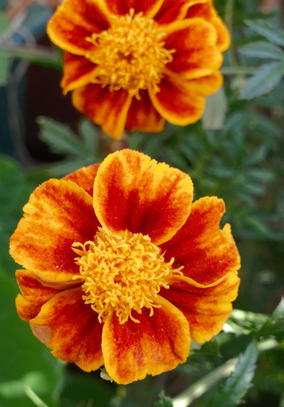 Piante & sementi: Samen Tagetes  20-30Stk 2026 – Usato da Schwaderloch venduto da bademeister79 1