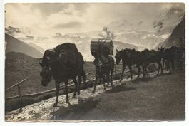 SAAS-FEE Maultier-Post nach Stalden