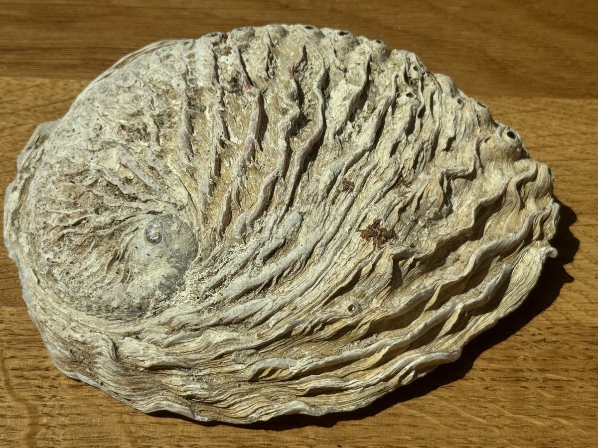 Fossilien: grosse Abalone Muschel -   Naturperlmutter – Neu (gemäss Beschreibung) aus Gurmels von topsommer 2