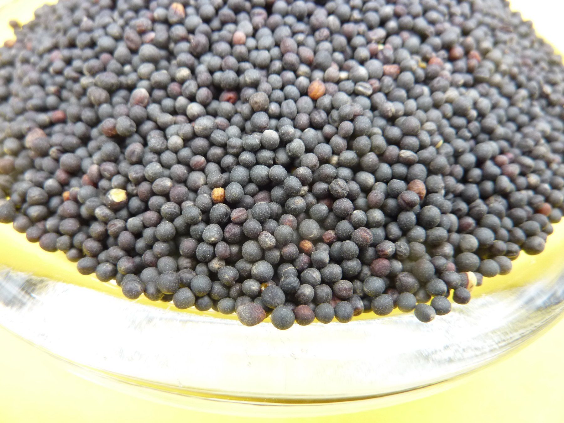 Piante & sementi: 1kg Rapssamen gereinigt – Nuovo e nell'imballaggio originale da Lömmenschwil venduto da ritalin01