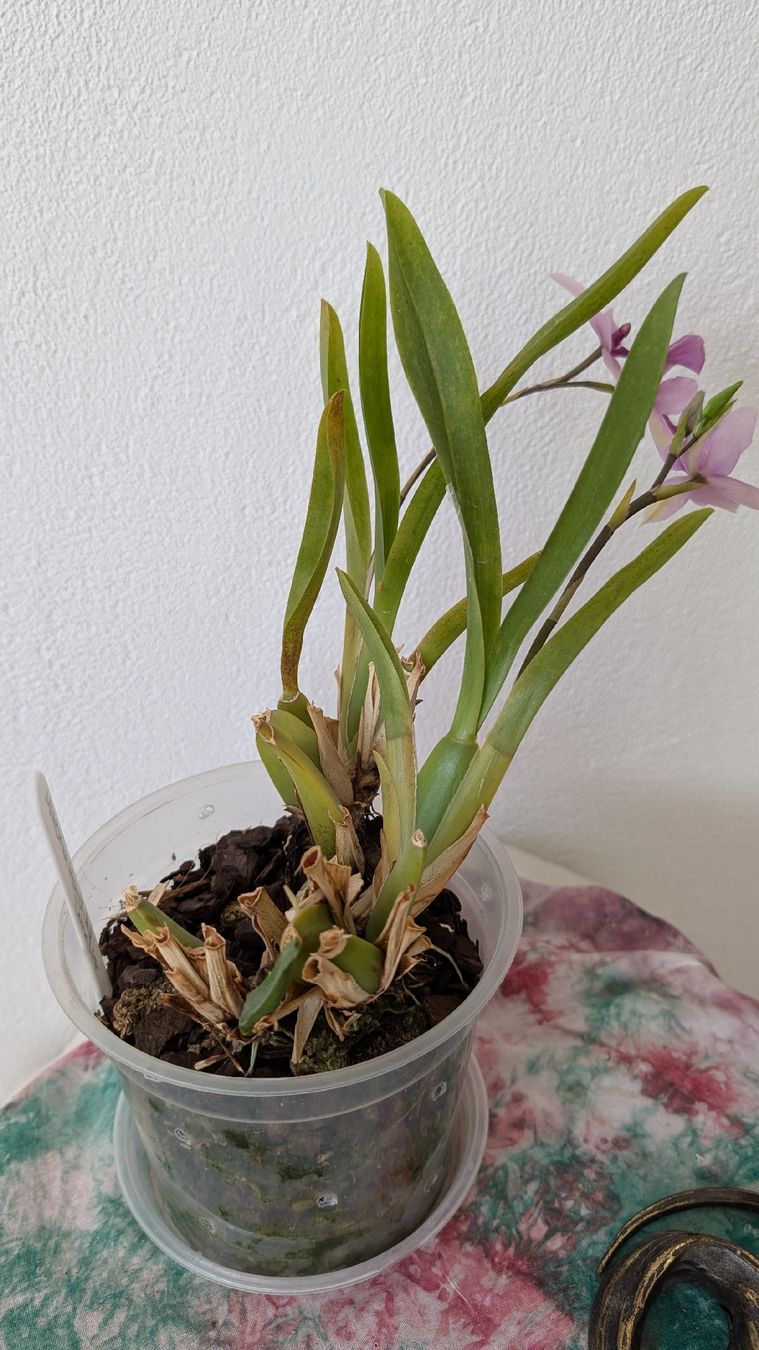 Piante & sementi: Miltonia 'Honolulu Dark Lip' Orchidee – Usato da Untervaz venduto da Lyraia 4