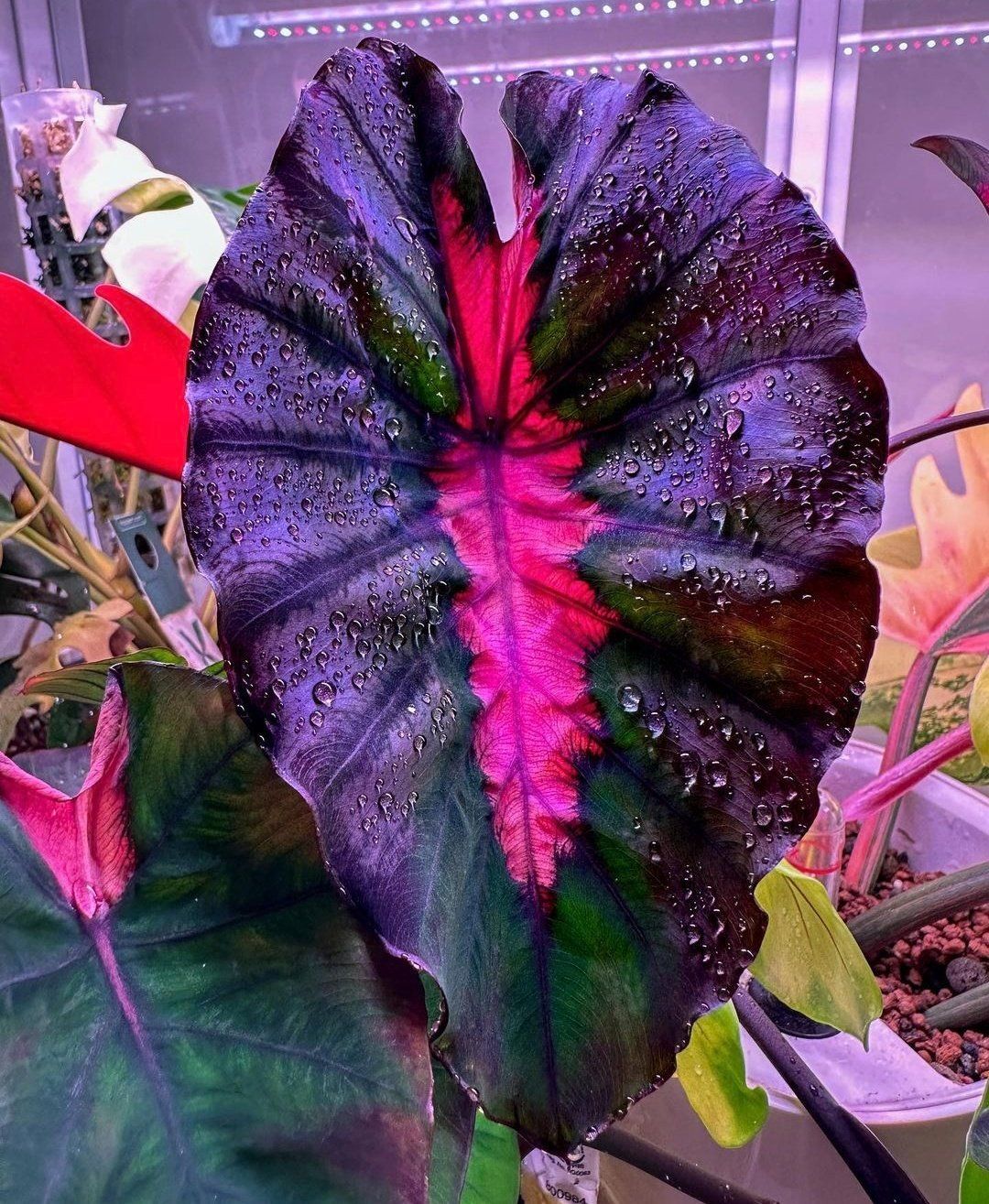 Piante & sementi: Colocasia COREDE REDEMPTION COLLECTION – Nuovo (secondo la descrizione) da Bremblens venduto da FIBONACCI369 1