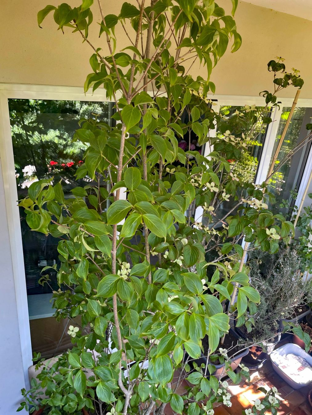 Pflanzen & Samen: Cornus Busch – Gebraucht aus Thun von Villawisteria 5