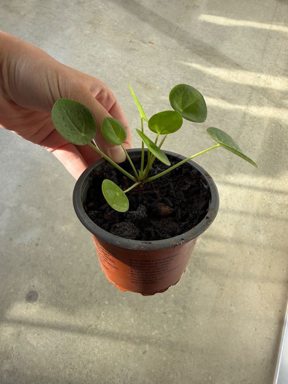 Piante & sementi: Pilea Pflanze – Usato da Bern venduto da Wil.Wayne 3