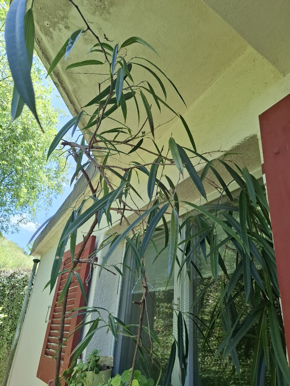 Pflanzen & Samen: Ficus Alii 2 m – Gebraucht aus Zeihen von P_B4