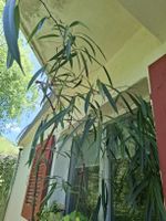 Ficus Alii 2 m