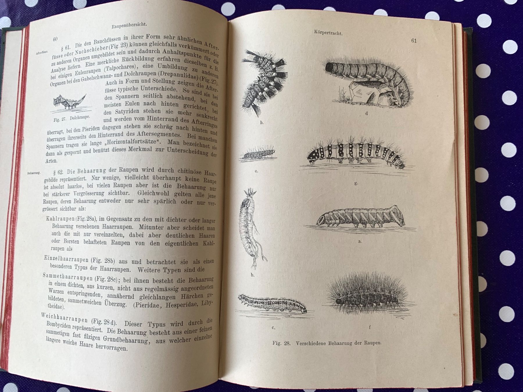 Libri: Antikes Buch Die Raupen 1899 – Usato da Basel venduto da Akinom50 4