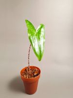 Alocasia zebrina #1