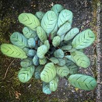 Calathea Burle Marxii Amagris - 100% Bio-Pflanze ausm Garten