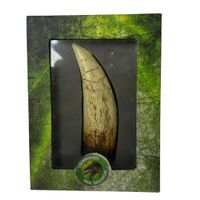 Tyrannosaurus Rex Zahn – Fossil-Zahn Replikat – Sammler-Deko