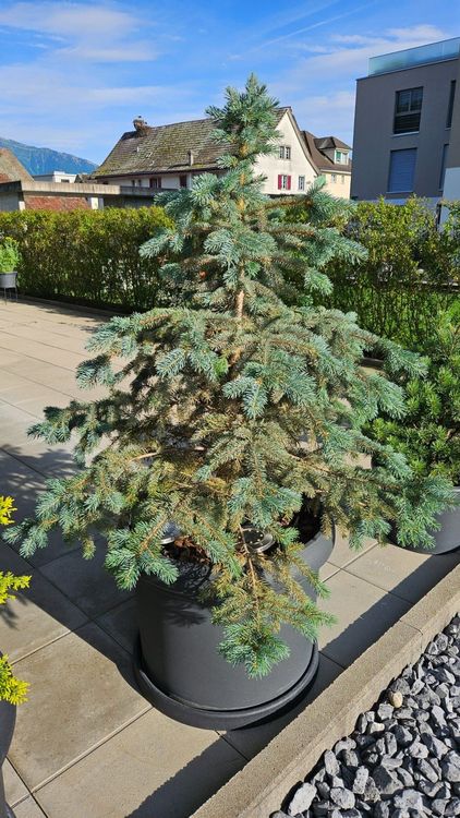 Picea pungens Engelm ( Blautanne ) Kaufen auf Ricardo