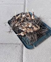 Top! Blumenzwiebeln mit Wurzeln, 24 Stück, Topf ist gratis