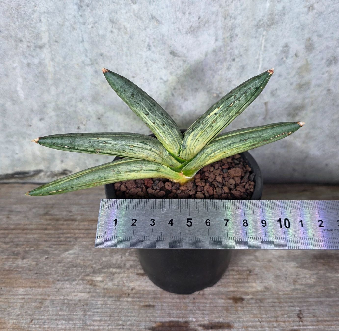 Piante & sementi: Sansevieria Boncel Variegata – Usato da St.Erhard venduto da Plumilandschweiz 2