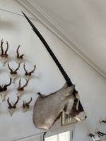 Gemsbock / Oryx Jagdtrophäe – 90 cm Hörner / 140 cm hoch