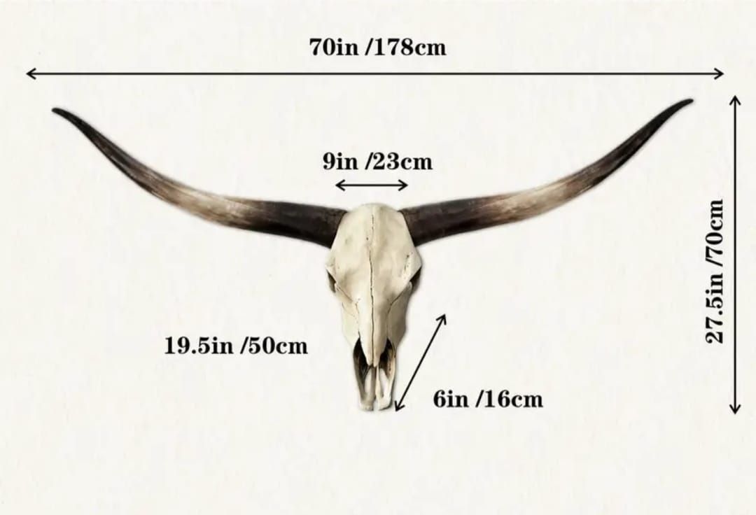 Tutte le decorazioni: Longhorn Kuh Schädel Wanddeko – Nuovo e nell'imballaggio originale da Hohenrain venduto da cars77 3