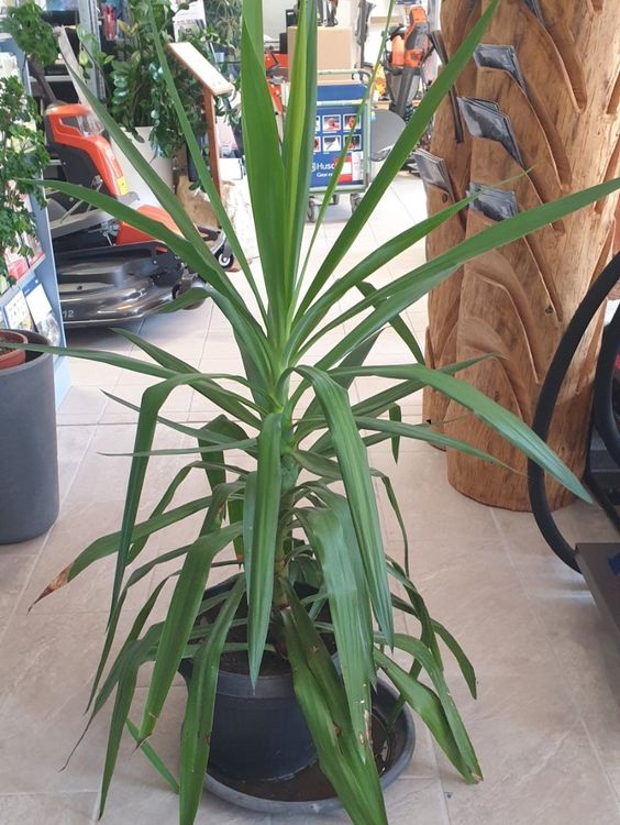Yucca Zimmerpflanze Kaufen auf Ricardo