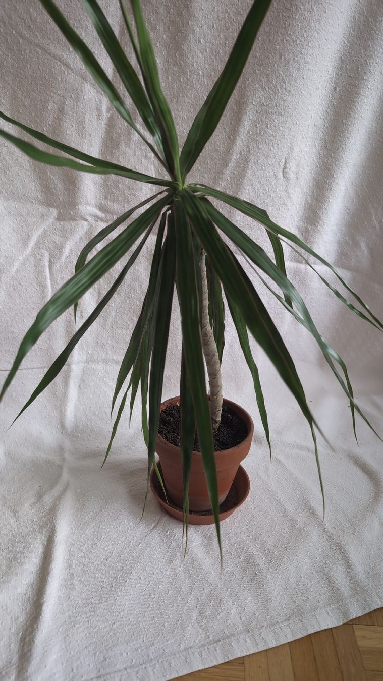 Piante & sementi: Dracaena marginata Palme – Usato da Wallisellen venduto da ali_x62p 4