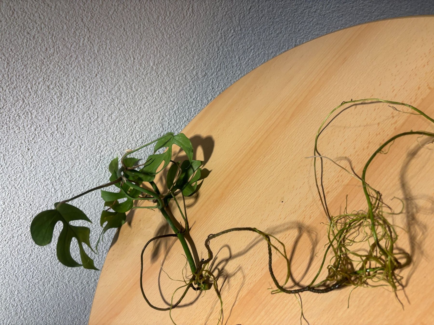 Piante & sementi: Junge Mini Monstera Ableger - Zimmerpflanze . – Usato da Wallisellen venduto da ASZT
