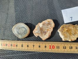 3 Stk Versteinerte Holzscheiben Sammlerstück Set 7