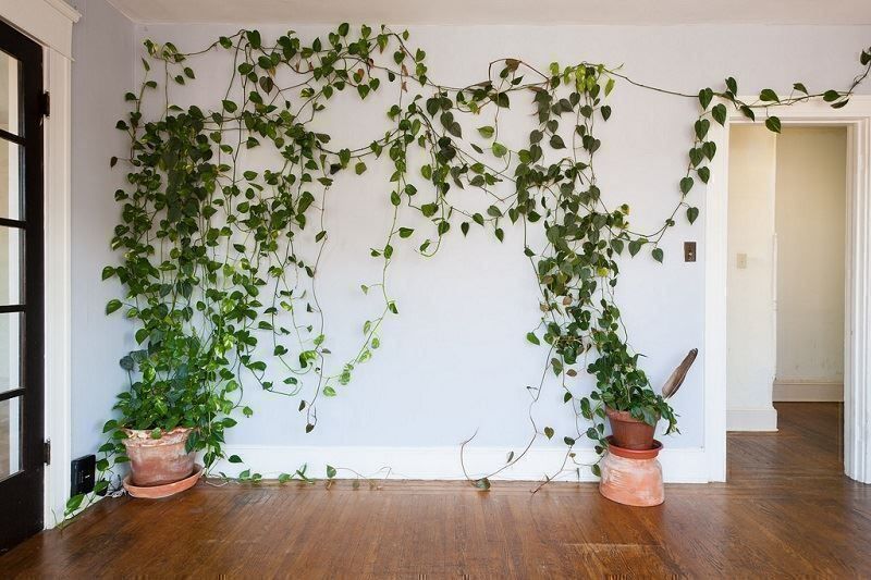 Piante & sementi: Philodendron hederaceum  Lemon Lime, Steckling – Nuovo (secondo la descrizione) da Winterthur venduto da Aniger 8