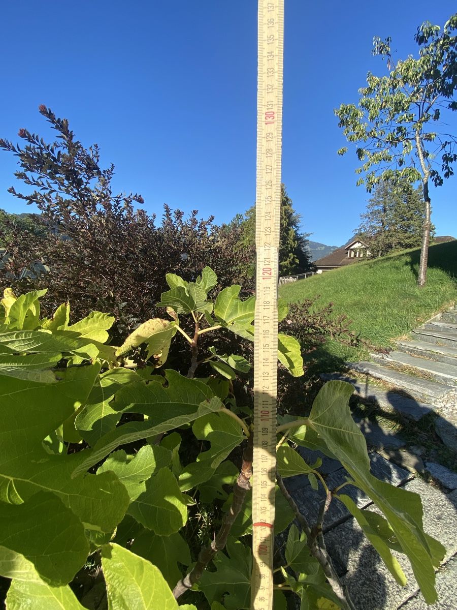 Plantes & graines: Feigenbaum mit antikem Teil einer Mosti – D'occasion à Buochs par H16 4