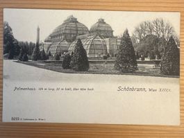 Antike Ansichtskarte Palmenhaus Schönbrunn, Wien, ÖSTERREICH