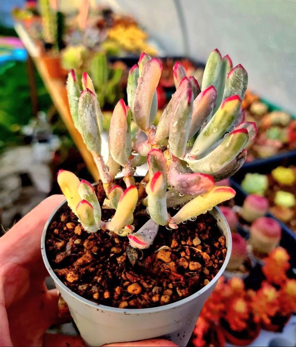 Piante & sementi: Sukkulente Cotyledon flaganii variegata – Nuovo (secondo la descrizione) da Zürich venduto da The_Plant_Wizard 2