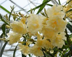 NERIUM OLEANDER*gelb-gefüllt – Oleander*Rosenlorbeer*****