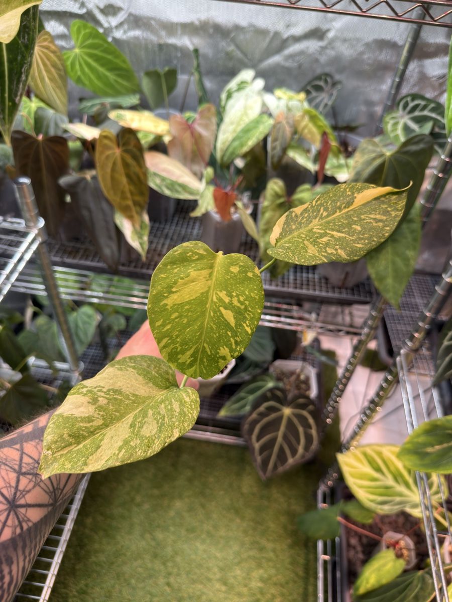 Piante & sementi: Monstera Electrolyte – Usato da Morlon venduto da lucius.greenery 2