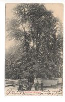 WILDHAUS Dorflinde
