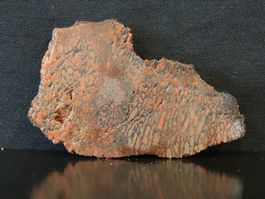 Versteinerter Dinosaurier Fossil KNOCHEN SCHEIBE UTAH USA