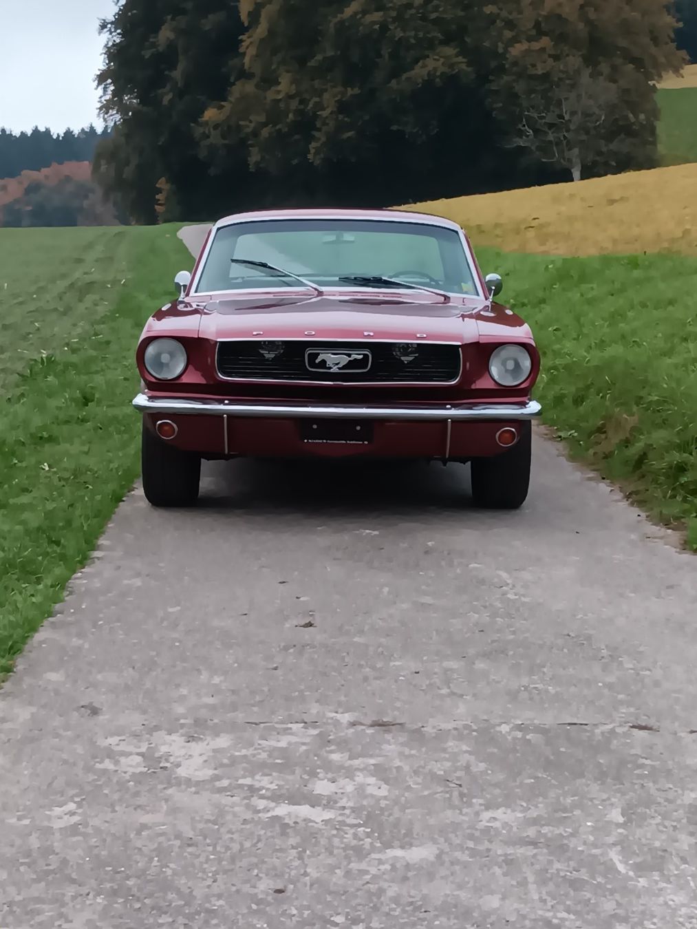 Ford (Usa) Autos: Ford Mustang 289 V8 1966 – Gebraucht aus kölliken von TerryCash 1