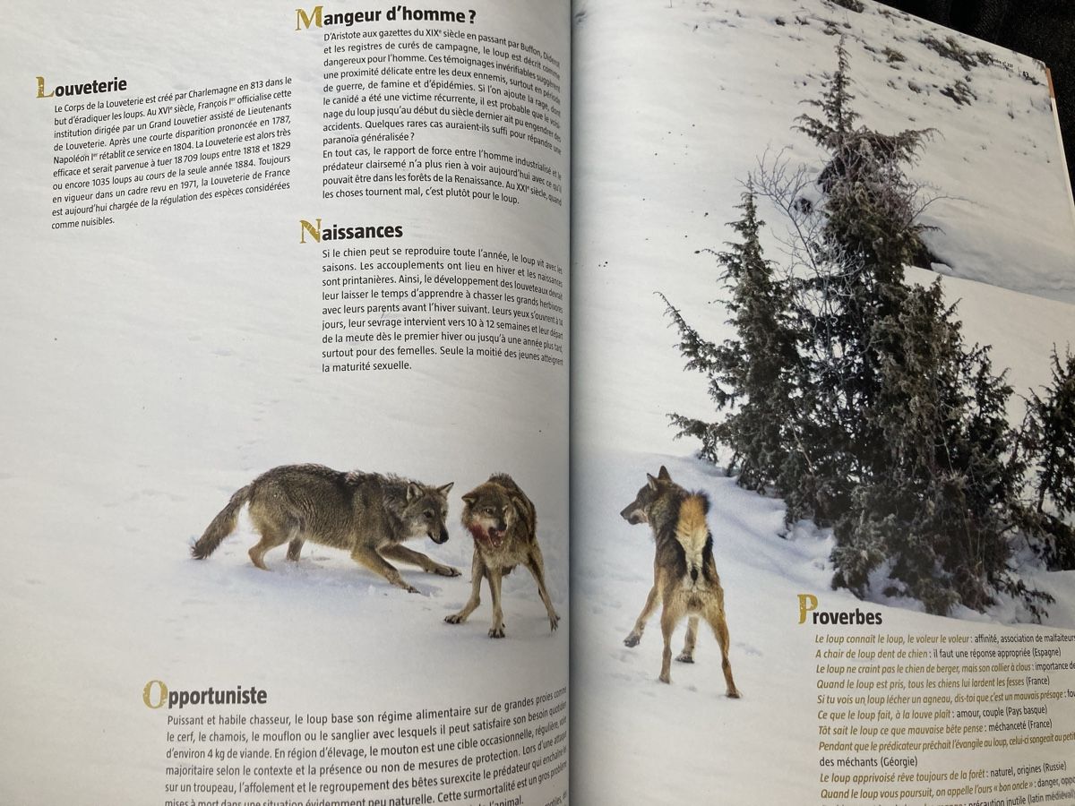 Riviste & Magazine: Salamandre: Le loup parmi nous – Usato da Neuchâtel venduto da Tradeboi 1