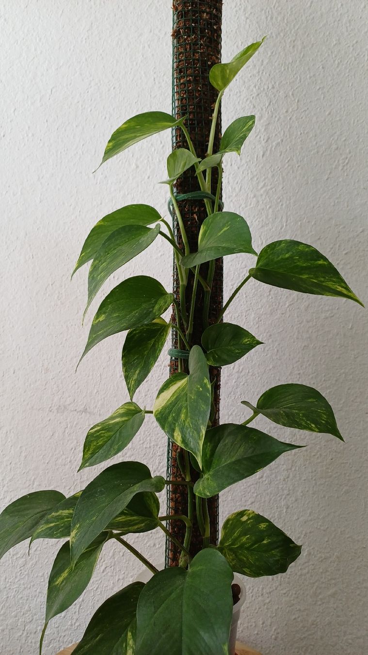 Piante & sementi: Golden Pothos  – Usato da Bern venduto da uwi_8t7x 1