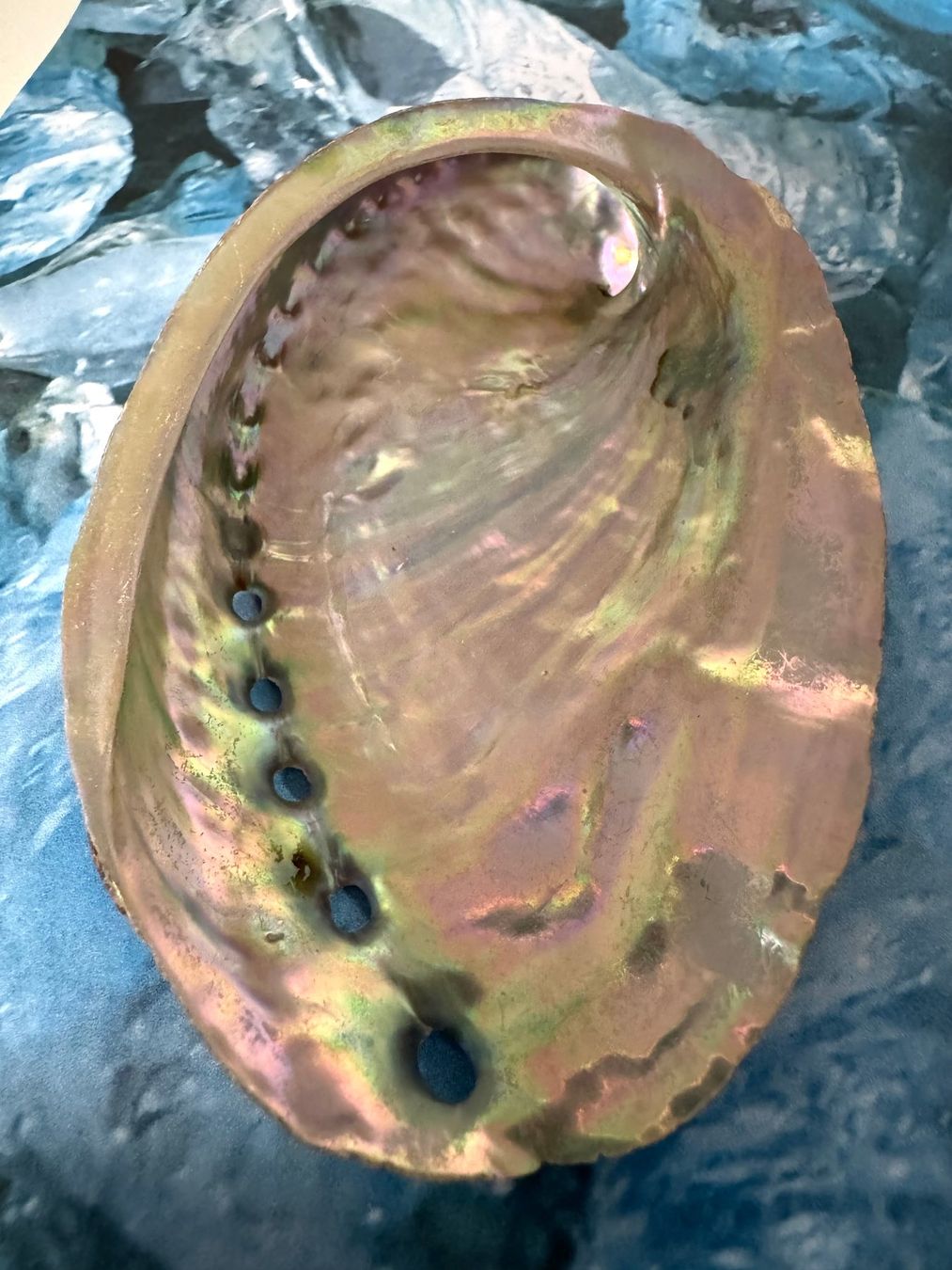 Fossilien: Abalone-Muschel – Neu (gemäss Beschreibung) aus Biberist von Steine 2