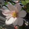 Piante & sementi: Michelia yunnanensis  15-20cm – Nuovo (secondo la descrizione) da Bremblens venduto da FIBONACCI369 2